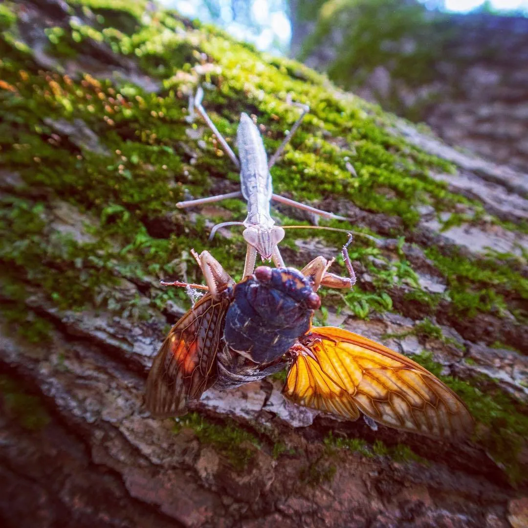 木の幹で、セミをつかまえたカマキリ