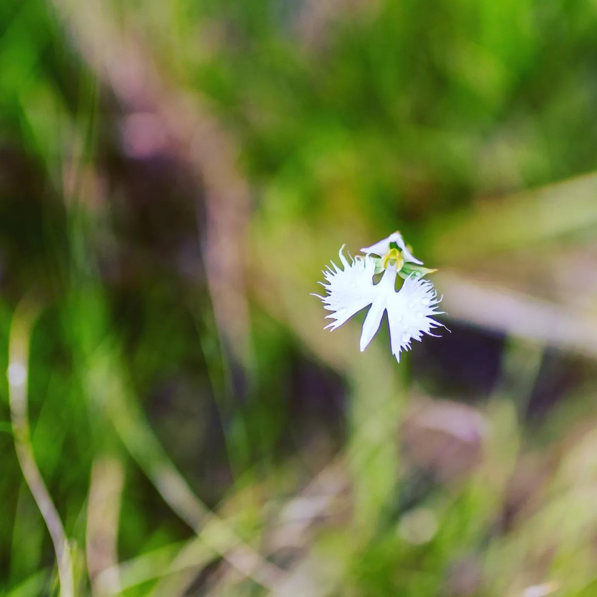 白い鷺が羽を広げたような、サギソウの花