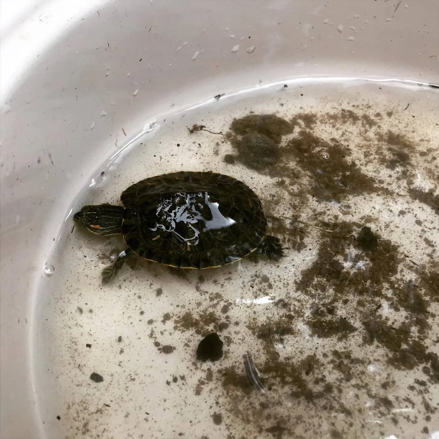 たらいの中の小さなカメ
