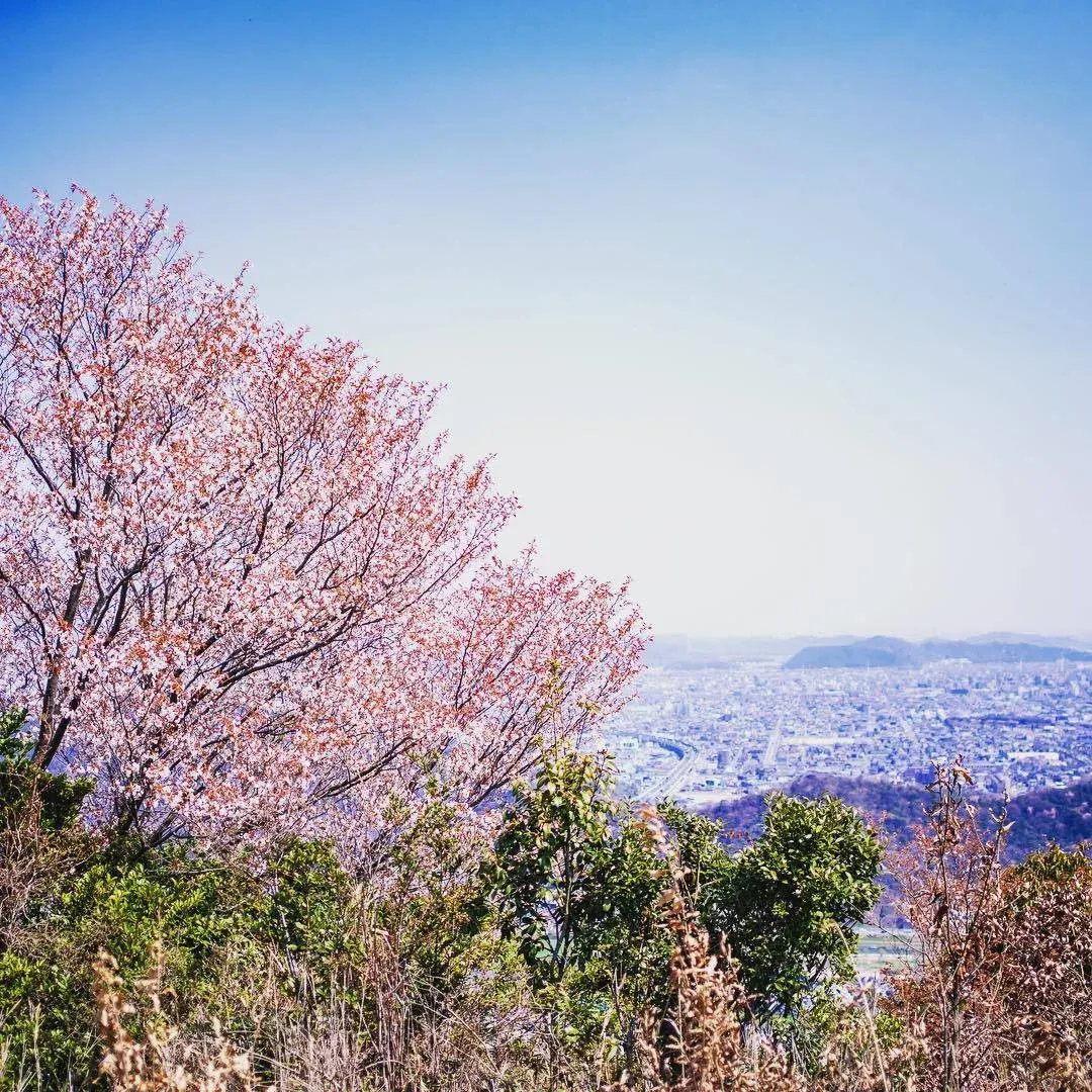 白毛山の桜と、その先に広がるふもとのまち